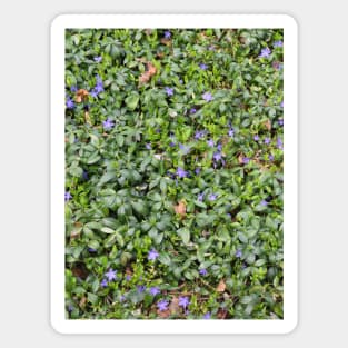 All Over Tiny Purple Flowers Magnet